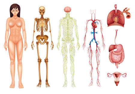 Illustration of various human body systems and organsのイラスト素材