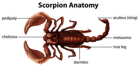 Illustration showing the anatomy of a scorpionのイラスト素材