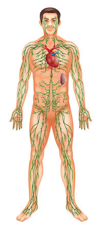 Illustration of the Lymphatic Systemのイラスト素材