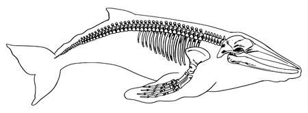 Illustration of the skeleton of a whaleのイラスト素材
