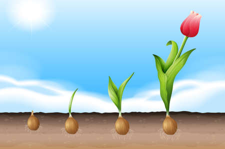 Illustration showing a growing tulipのイラスト素材