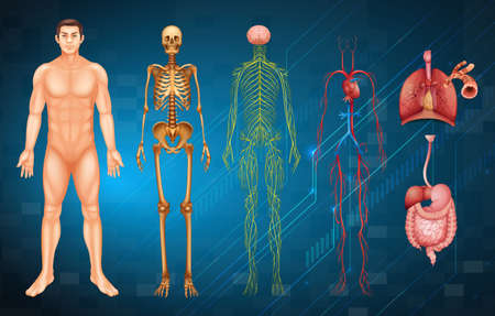 Illustration of various human body systems and organsのイラスト素材