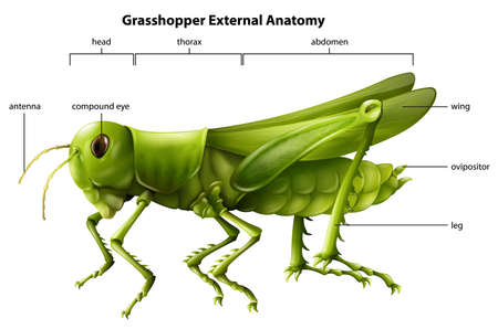 Illustration showing the external anatomy of a grasshopperのイラスト素材