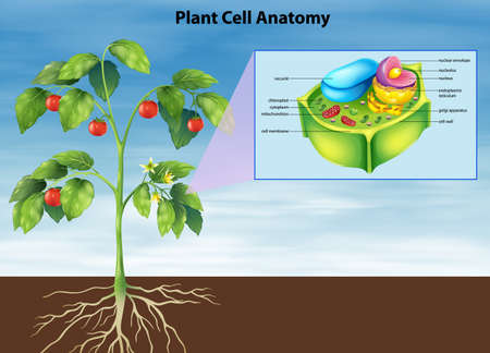 Illustration of the anatomy of the plant cellのイラスト素材