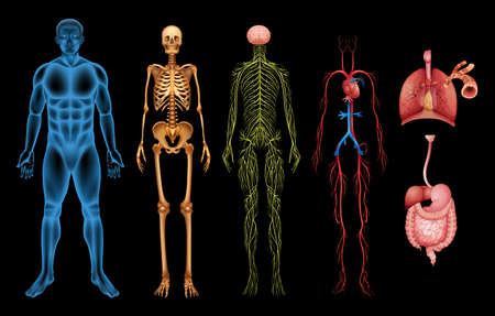 Illustration of various human body systems and organsのイラスト素材