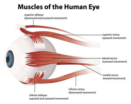 Illustration of the muscles of the human eyeのイラスト素材