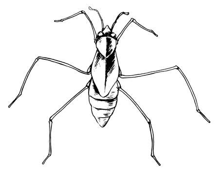 Illustration showing a pond skaterのイラスト素材