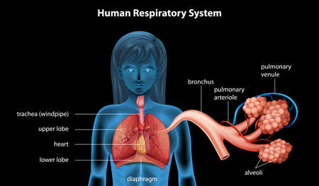 Illustration of the human respiratory systemのイラスト素材