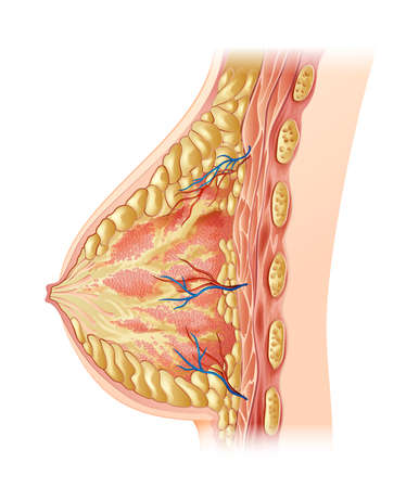 Illustration of the human breast - cross sectionのイラスト素材