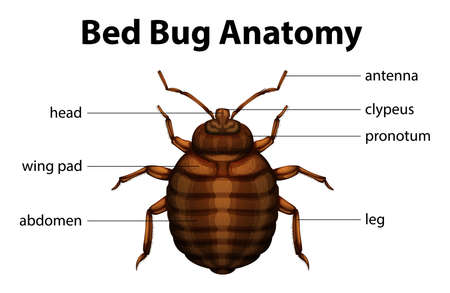 Illustration of the bed bug anatomyのイラスト素材