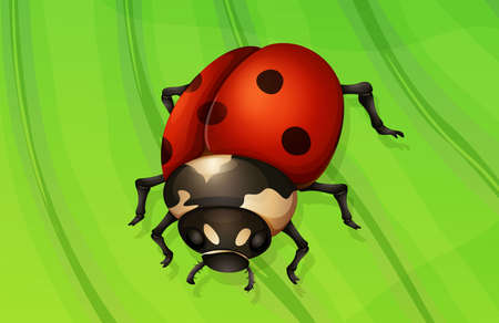 Illustration of a ladybug life cycle - adult stageのイラスト素材