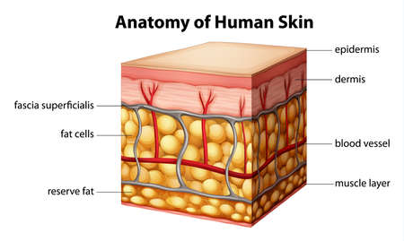 Illustration of human skin anatomyのイラスト素材