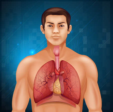 Illustration of the human respiratory systemのイラスト素材