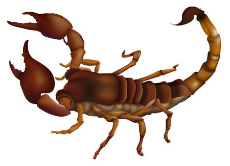 Illustration of the scorpion