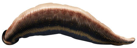 Illustration of the leech