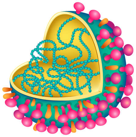 Illustration of the influenza virusのイラスト素材