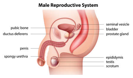 Illustration showing the male reproductive systemのイラスト素材