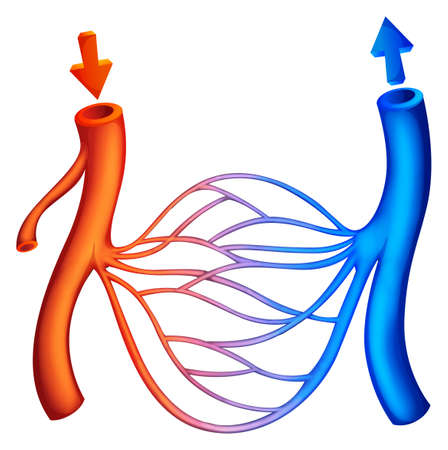 Illustration showing the blood circulationのイラスト素材