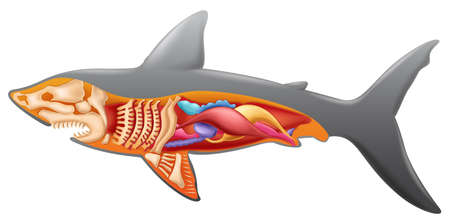 Illustration showing the shark's anatomyのイラスト素材