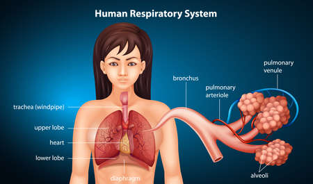 Illustration of the respiratory system of humanのイラスト素材