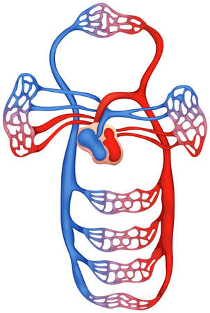 Illustration showing the circulatory systemのイラスト素材