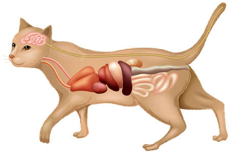 Illustration showing the anatomy of a catのイラスト素材