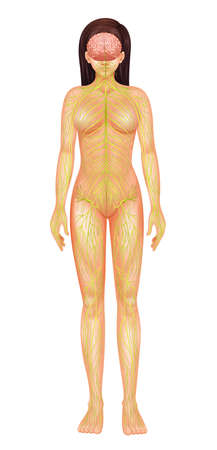 Illustration of the human nervous systemのイラスト素材