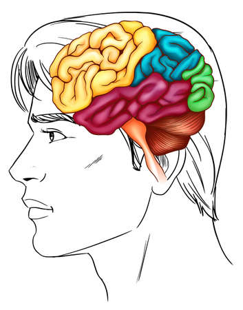An illustration of the human brainのイラスト素材