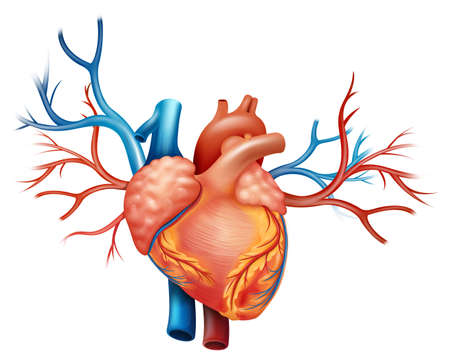 Illustration showing the heartのイラスト素材