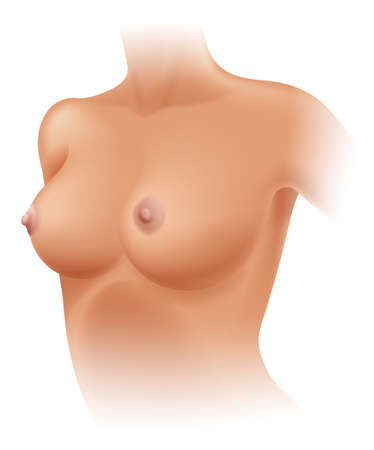 Illustration of the human breastのイラスト素材