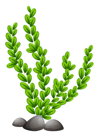 Illustration of a Pteridophyta on a white backgroundのイラスト素材