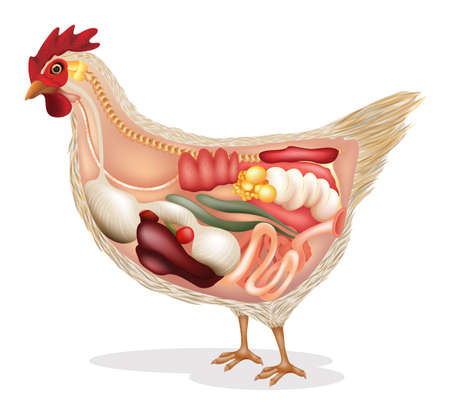 Illustration showing the chicken's anatomy on a white backgrundのイラスト素材