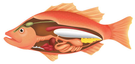 Illustration of the anatomy of a fish on a white backgroundのイラスト素材