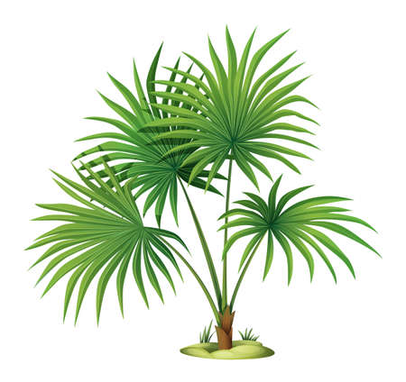 Illustration of the Washingtonia robusta on a white backgroundのイラスト素材
