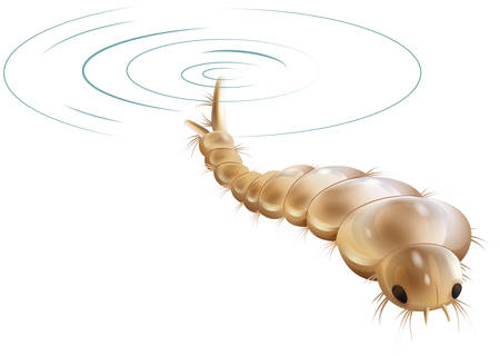 Illustration of a mosquito larva on a white backgroundのイラスト素材