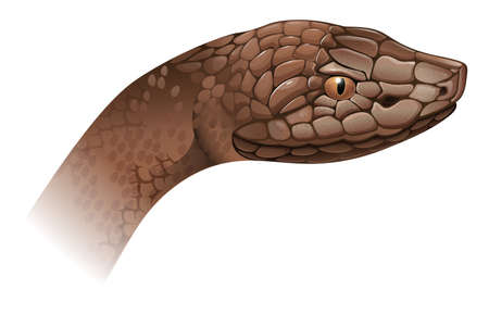 Illustration of an Agkistrodon contortrix on a white background