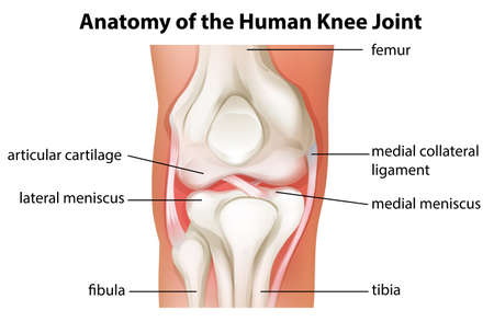 Illustration of the human knee joint anatomy on a white backgroundのイラスト素材