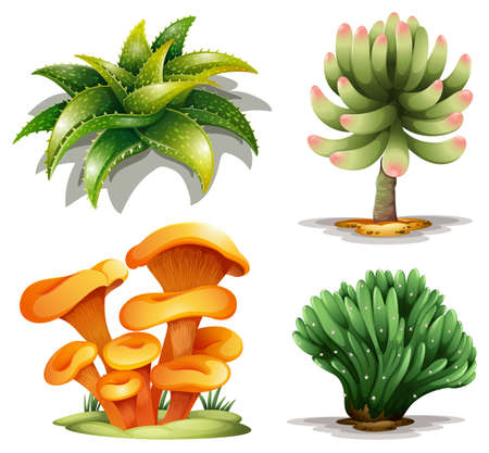 Illustration of the different plants on a white backgroundのイラスト素材