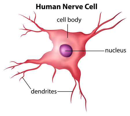 Illustration of the human nerve cell on a white backgroundのイラスト素材