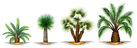 Illustration of the palm plants on a white backgroundのイラスト素材