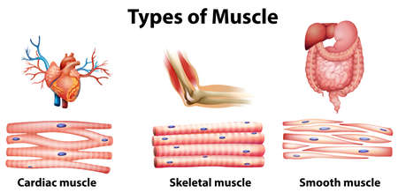 Illustration of the type of muscle on a white backgroundのイラスト素材