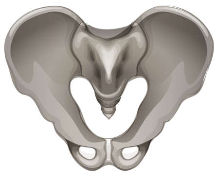 Illustration of the pelvic bone on a white backgroundのイラスト素材