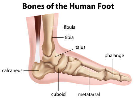 Illustration of the bones of the human foot on a white backgroundのイラスト素材