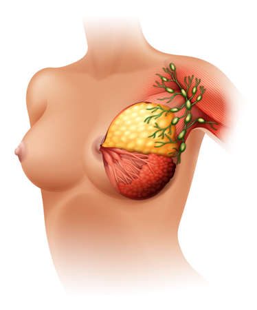 Illustration of the breast Anatomy on a white backgroundのイラスト素材