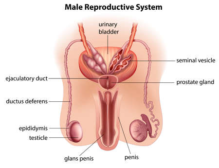 Illustration of the anatomy of the male reproductive system on a white background