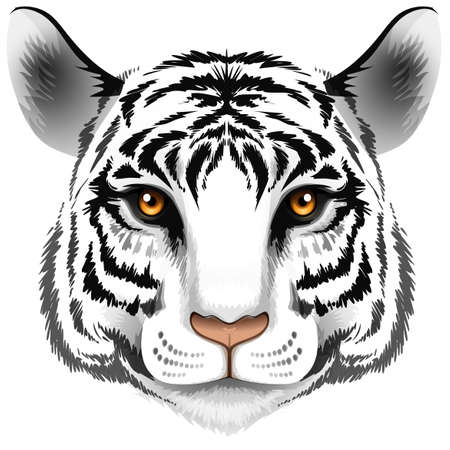 Illustration of a head of a tiger on a white backgroundのイラスト素材