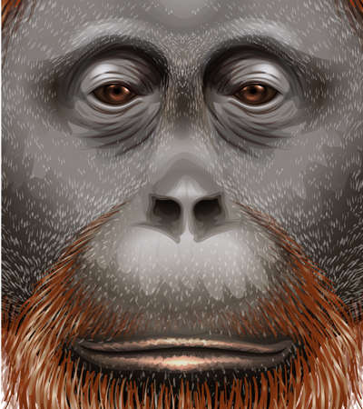 Illustration of an orangutanのイラスト素材