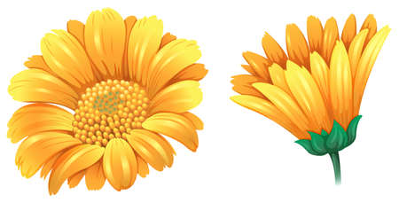 Illustration of a fresh flower on a white backgroundのイラスト素材