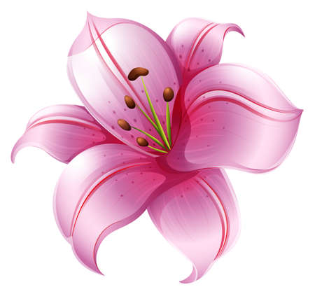 Illustration of a pink lily flower on a white backgroundのイラスト素材