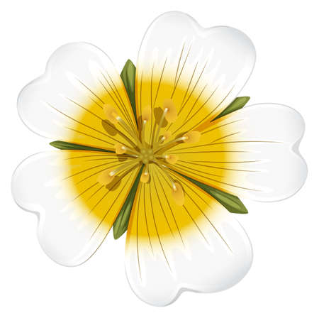Illustration of a white blooming flower on a white backgroundのイラスト素材